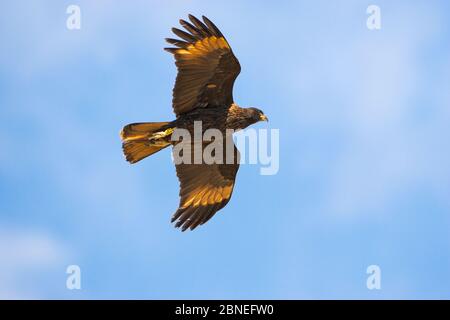 Caracara striata (Phalcoboenus australis) in volo al largo dell'isola di Saunders, Isole Falkland novembre Foto Stock