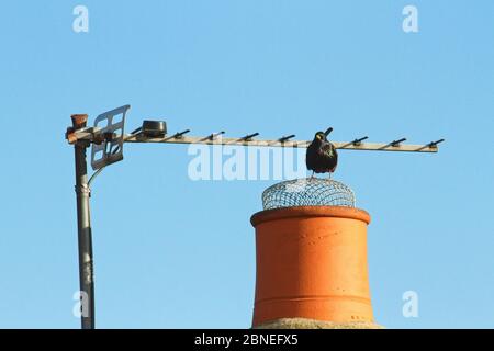 Un singolo laone Starling (Sturnus vulgaris) appollaiato sulla copertura a rete di un camino su un tetto con un'antenna televisiva contro un chiaro blu di sk Foto Stock