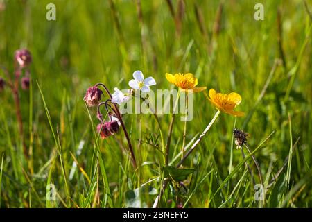 Water avens (Geum rivale) Fiore di cuculo (Cardamine pratensis) e marigola di palude (Caltha palustris) fiorente in prato d'acqua, Ringwood, Hampshire, Regno Unito Foto Stock