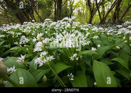 Ramsons (Allium ursinum) in fiore, Garston Wood RSPB Reserve vicino Shaftesbury Dorset, Regno Unito maggio Foto Stock