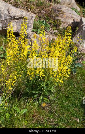 Cavolo selvatico (Brassica oleracea) fiorente sulle scogliere del mare a Winspit, Isola di Purbeck, Dorset, Regno Unito maggio Foto Stock