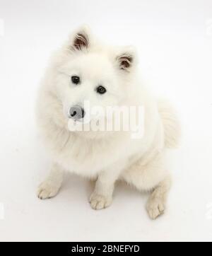 Cane bianco giapponese spitz, Sushi, età 6 mesi. Foto Stock