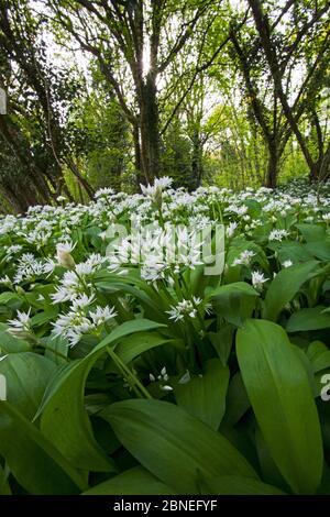 Ramsons (Allium ursinum) in fiore, Garston Wood RSPB Reserve vicino Shaftesbury Dorset, Regno Unito maggio Foto Stock