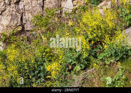 Cavolo selvatico (Brassica oleracea) fiorente sulle scogliere del mare a Winspit, Isola di Purbeck, Dorset, Regno Unito maggio Foto Stock