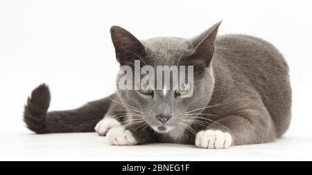 Gatto birmano blu e bianco, Levi, sdraiato con testa in su. Foto Stock