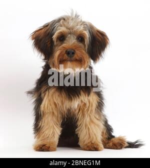 Yorkipoo cane, Yorkshire terrier cross Poodle, Oscar, età 6 mesi. Foto Stock