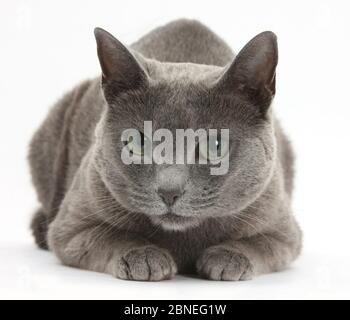 Gatto birmano blu e bianco, Levi, sdraiato con testa in su. Foto Stock