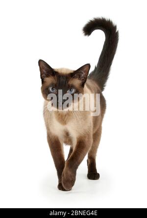 Punto di tenuta gatto croce siamese, Chico, a piedi. Foto Stock