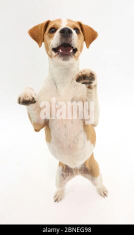 Jack Russell Terrier, Bobby, in piedi sulle zampe posteriori. Foto Stock