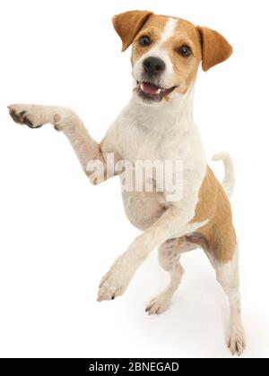 Jack Russell Terrier, Bobby, in piedi sulle zampe posteriori. Foto Stock