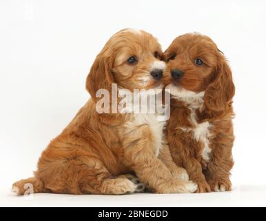 Due Cuccioli Cockapoo, cocker spaniel barboncino trasversale. Foto Stock