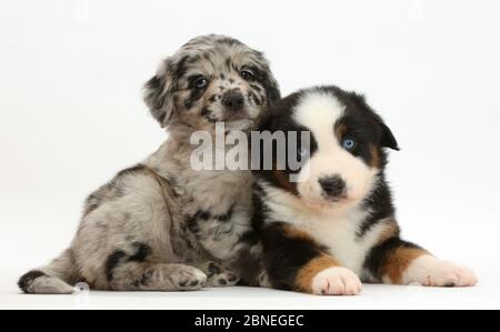 Miniatura pastore americano di cuccioli, uno merle e uno tricolore. Foto Stock