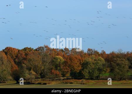 Gru comuni (Grus grus) in volo sopra la foresta, Parco Naturale Regionale della Foresta d'Oriente, Champagne, Francia, novembre. Foto Stock