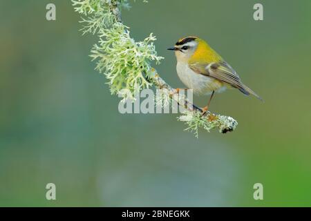 Il fuoco (Regulus ignicapilla) arroccato sul ramo coperto di lichen, Sierra de Grazalema Parco Naturale, Spagna meridionale, maggio. Foto Stock