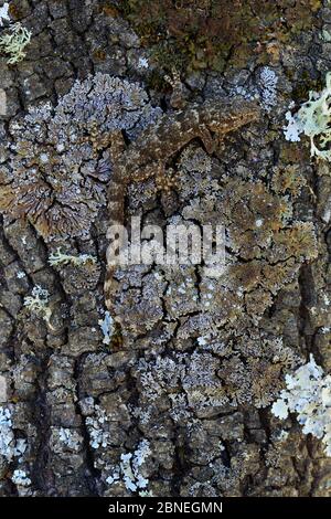 Parete comune gecko / gecko moresco (Tarentola mauritanica) mimetato su tronco di lichene coperto, Sierra de Andujar Parco Naturale, Jaen, Spagna, marzo Foto Stock