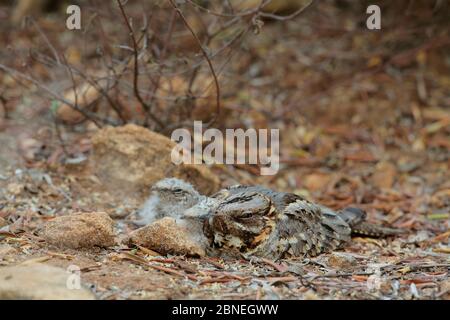 Giara da notte a collo rosso (Caprimulgus ruficollis) con pulcini al nido, Arcos de la Frontera, Spagna meridionale, giugno Foto Stock