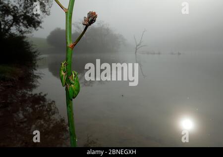 Rane di alberi (Hyla meridionalis) due su pianta da lago di nebbia, Prado del Rey, Spagna meridionale, febbraio. Foto Stock