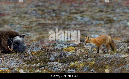 Muschio di bue (Ovibos moshatus) con volpe rossa (Vulpes vulpes) in tundra autunnale, nome, Alaska, settembre Foto Stock