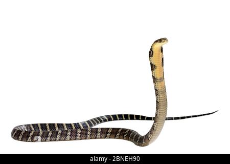 Cobra reale (Ophiophagus hannah) capretti in minaccia rappresenta su sfondo bianco, captive si verifica in Asia del Sud. Specie velenose. Foto Stock
