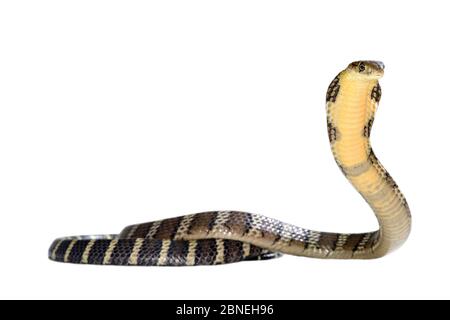 Cobra reale (Ophiophagus hannah) capretti in minaccia rappresenta su sfondo bianco, captive si verifica in Asia del Sud. Specie velenose. Foto Stock