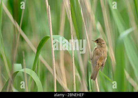 Aranciatore di canna (Acrocephalus scirpaceus) adulto arroccato a letto di rondine, Remerschen, Lussemburgo, maggio Foto Stock