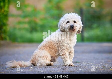 Fritta Bichon, bel cane bianco Foto Stock