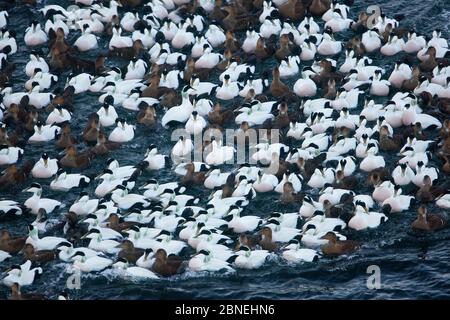 Gruppo di anatra di Eider (Somateria mollissima) di maschi e femmine, Trondelag, Norvegia, gennaio. Foto Stock