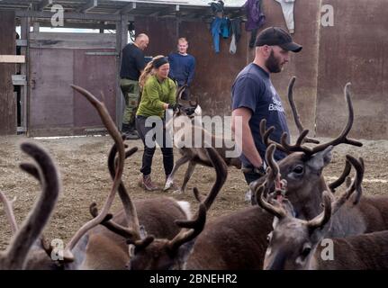 Persone che trascinano renne domestiche (Rangifer tarandus) dai loro allevatori per essere macellati, Oppland, Norvegia, settembre 2014. Foto Stock