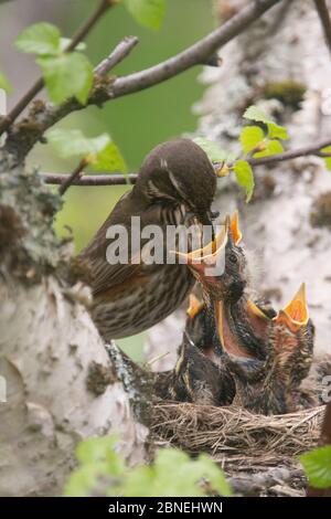 Redwing (Turdus iliacus) nutrendo nestlings, Islanda, giugno. Foto Stock