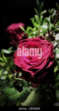 Messa a fuoco selettiva verticale di una rosa rossa in a. giardino catturato in una giornata di sole Foto Stock