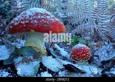 Fly funghi agarici (Amanita muscaria) nella neve, Los Alcornocales Parco Naturale, Cortes de la Frontera, Spagna meridionale, gennaio. Foto Stock