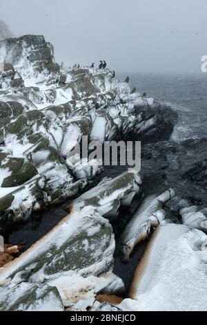 Sciacchi (Phalacrocorax aristotelis) nella neve a costa, Hornøya, Finnmark, Norvegia marzo Foto Stock