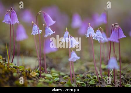 Nana Snowbell (Soldanella pusilla) Nordtirol, Alpi austriache, 2500 metri sul livello del mare, giugno. Foto Stock