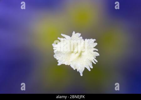 Tromba / fiore genziano senza stelo (Gentiana acaulis) primo piano dettaglio di stigma, Nordtirol, Alpi austriache. Giugno. Foto Stock