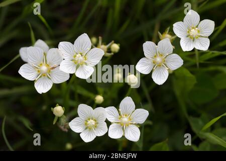 Erba di Parnaso (Parnassia palustris), Nordtirol, Alpi austriache. Giugno. Foto Stock