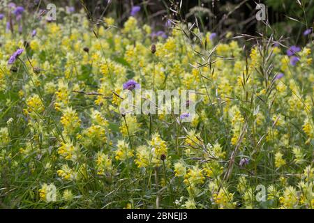 Sonaglino giallo (Rhinanthus sp.) che cresce in un prato di fieno tradizionale. Il sonaglino giallo parassita le radici delle specie d'erba, riducendo la loro vigore e al Foto Stock