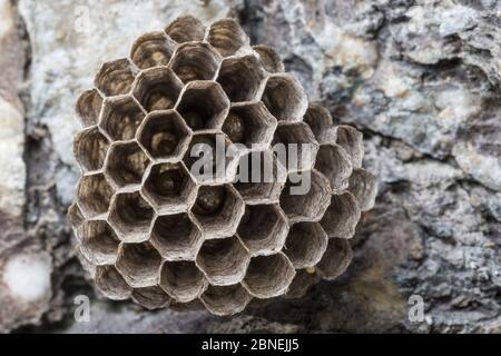 European Paper Wasp (Polistes gallicus) nido attaccato alla parete rocciosa. Nordtirol, Alpi austriache. Giugno. Foto Stock
