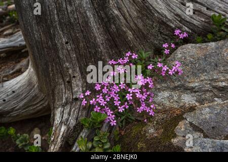 Tumbling Ted / Rock soapwort (Saponaria ocymoides) che cresce ai margini di una pineta. Nordtirol, Alpi austriache. Giugno. Foto Stock