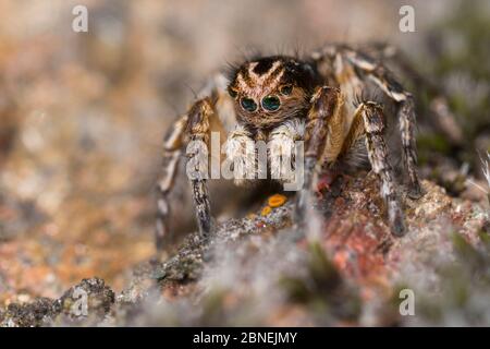 Ragno da salto (Aelurillus v-insignitus) maschio Nordtirol, Alpi austriache. Giugno. Foto Stock