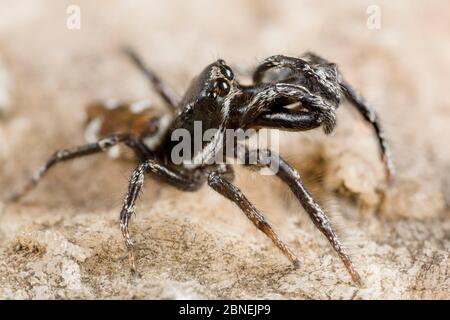 Zebra ragno (Salticus scenicus) maschio, con occhi enormi tipici della famiglia di ragni saltachidi (Salticidae). Il maschio ha chelicerae molto più grande di t Foto Stock