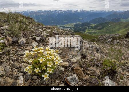 Sassifraga muschio (Saxifraga bryoides) crescente sul versante della montagna a 2500 metri. Nordtirol, Alpi austriache. Giugno. Foto Stock