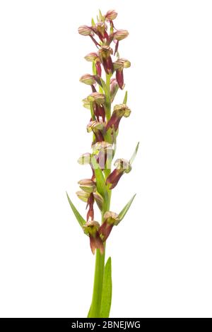 Rana Orchid (Coeloglossum viride) fotografata su uno sfondo bianco in studio mobile. Nordtirol, Alpi austriache. Luglio. Foto Stock