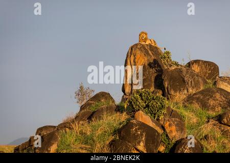 Leone (Panthera leo) maschio seduto sulla cima della roccia. Parco Nazionale della Valle di Kidepo, Uganda. Novembre Foto Stock