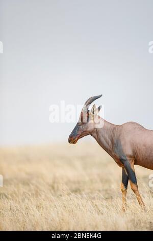 Parco Nazionale di Tobi (Damaliscus lunatus jimela), Tanzania. Novembre Foto Stock