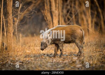 Bushpig (Potamochoerus larvatus) in piedi in una radura. Luangwa del sud, Zambia. Ottobre Foto Stock