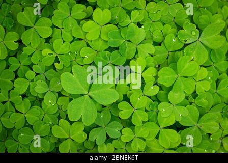 Oxalis articulata, conosciuta come rosa-sorrel, rosa legno sorrel, windowbox legno-sorrel, erba naturale, è una specie di piante perenni nativo per temperare il Sud am Foto Stock