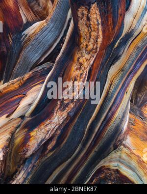 Pino di setole (Pinus aristata) veduta astratta di strati di legno esposti e stagionato, White Mountains, California, USA luglio Foto Stock