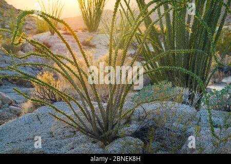 Ocotillo (Fouquieria splendens) nel sole di mattina, Anza-Borrego State Park, California, Stati Uniti d'America Febbraio Foto Stock