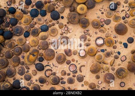 Una variegata e array naturale di marmi Moqui sul paesaggio slickrock di Escalante National Monument, Utah, Stati Uniti d'America, Ottobre Foto Stock