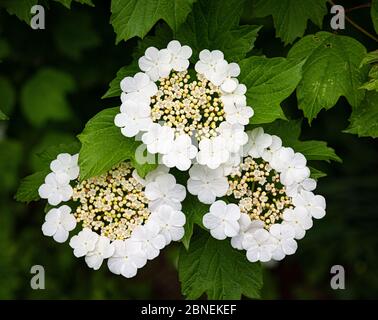 Grappoli di fiori di viburnum (Viburnum trilobum), chiamati corimbs. In ogni corimb, decine di piccoli fiori fertili sono circondati da bianco luminoso Foto Stock